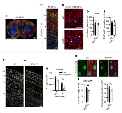 Mapping Motor Neuron Vulnerability in the Neuraxis of Male SOD1G93A Mice Reveals Widespread Loss of Androgen Receptor Occurring Early in Spinal Motor Neurons